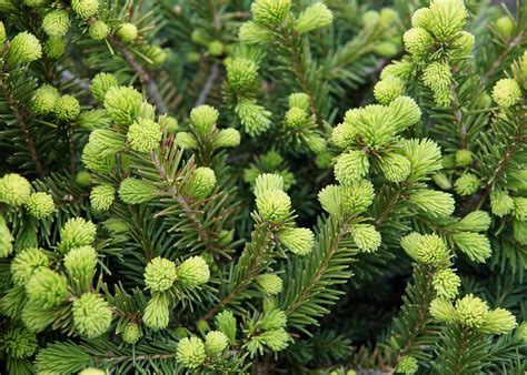 dwarf norway spruce size
